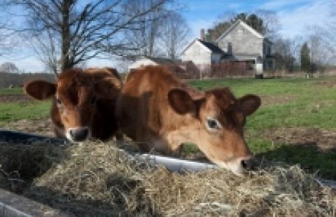 Two Cows Eating Hay