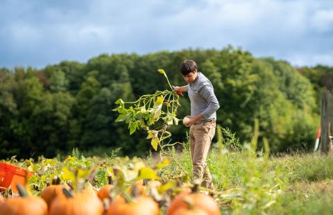 Dr. Christopher Hernandez works in the pumpkin field as part of UNH's cucurbit breeding program