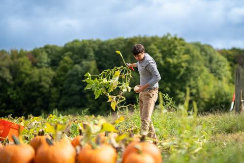 Dr. Christopher Hernandez works in the pumpkin field as part of UNH's cucurbit breeding program