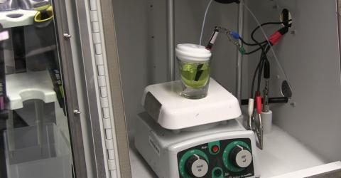 Reusable Electrochemical Sensor